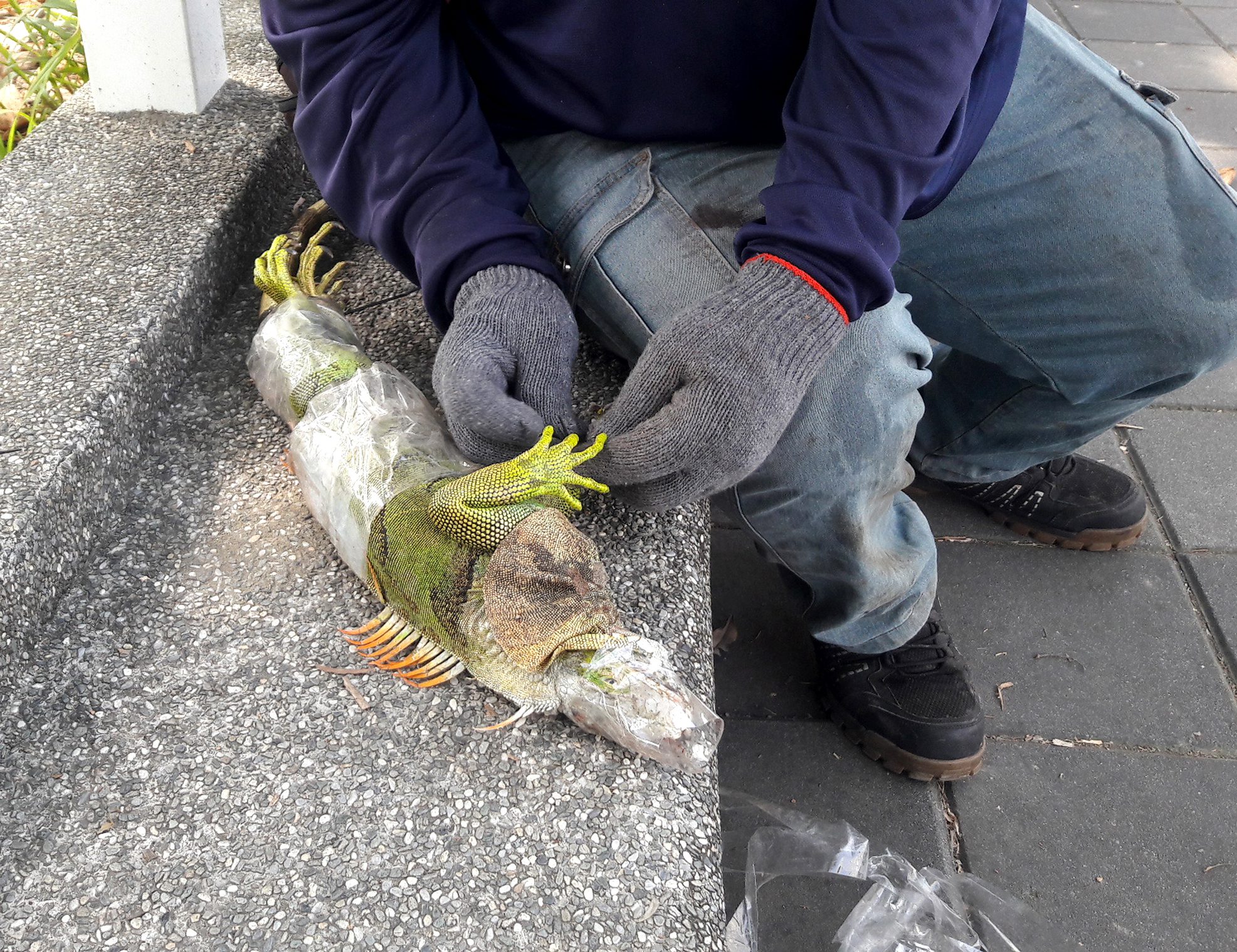 Person handling iguana with gloved hands