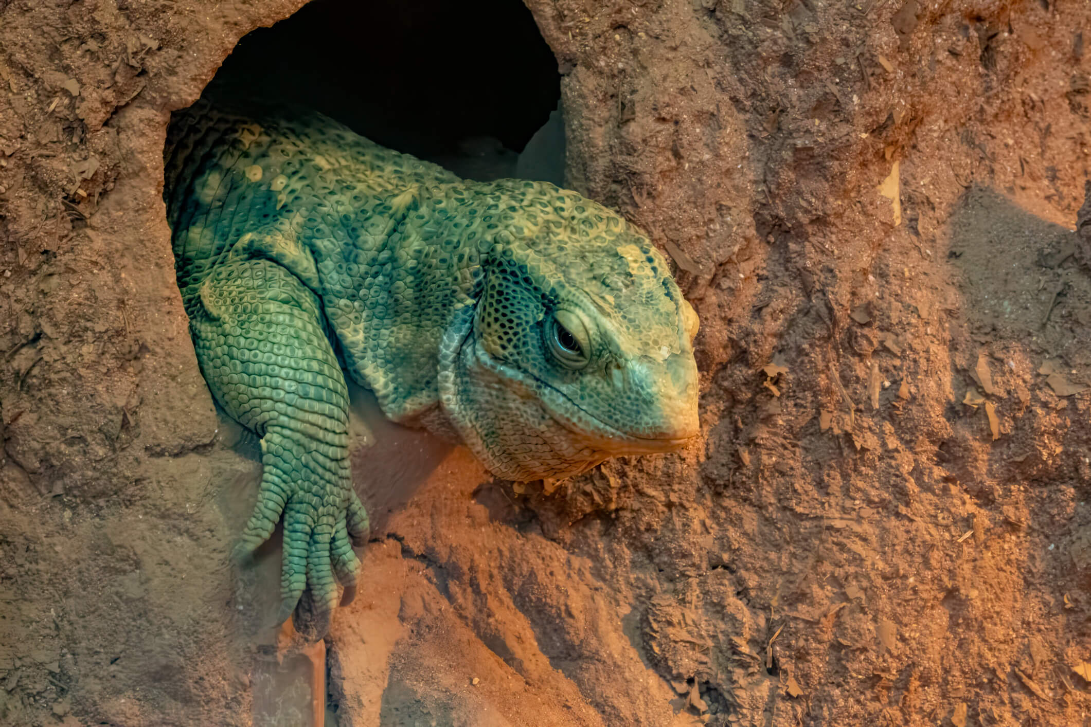 Lizard in natural habitat rock crevice