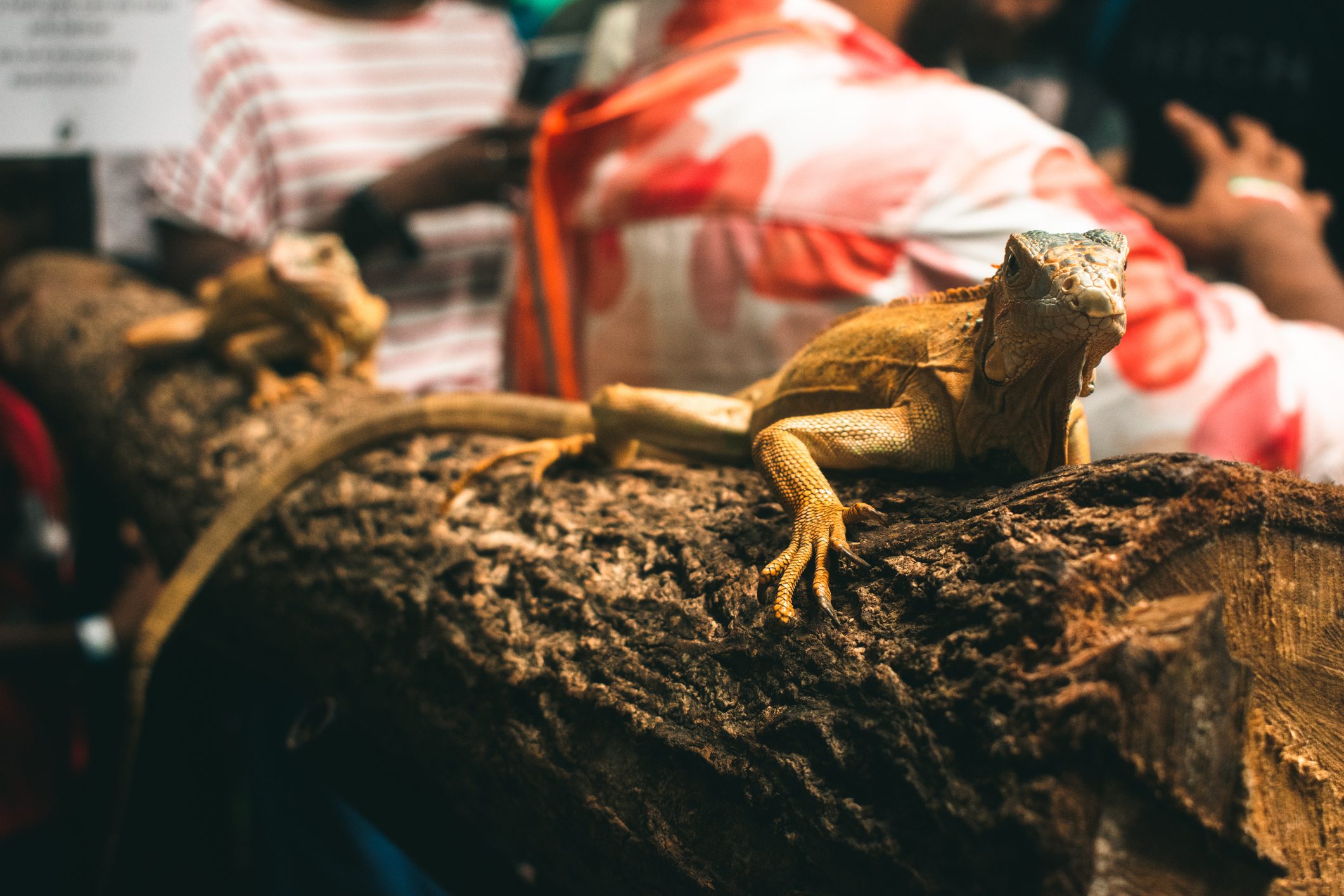 Lizards perched on a wooden branch