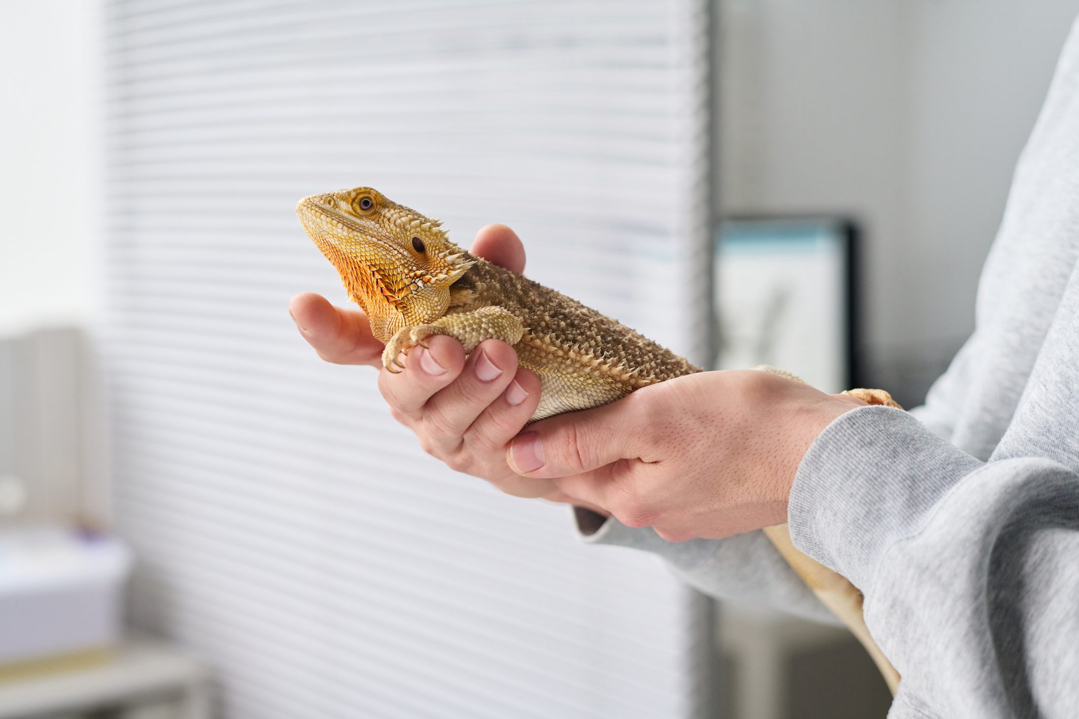 Bearded dragon resting in hands