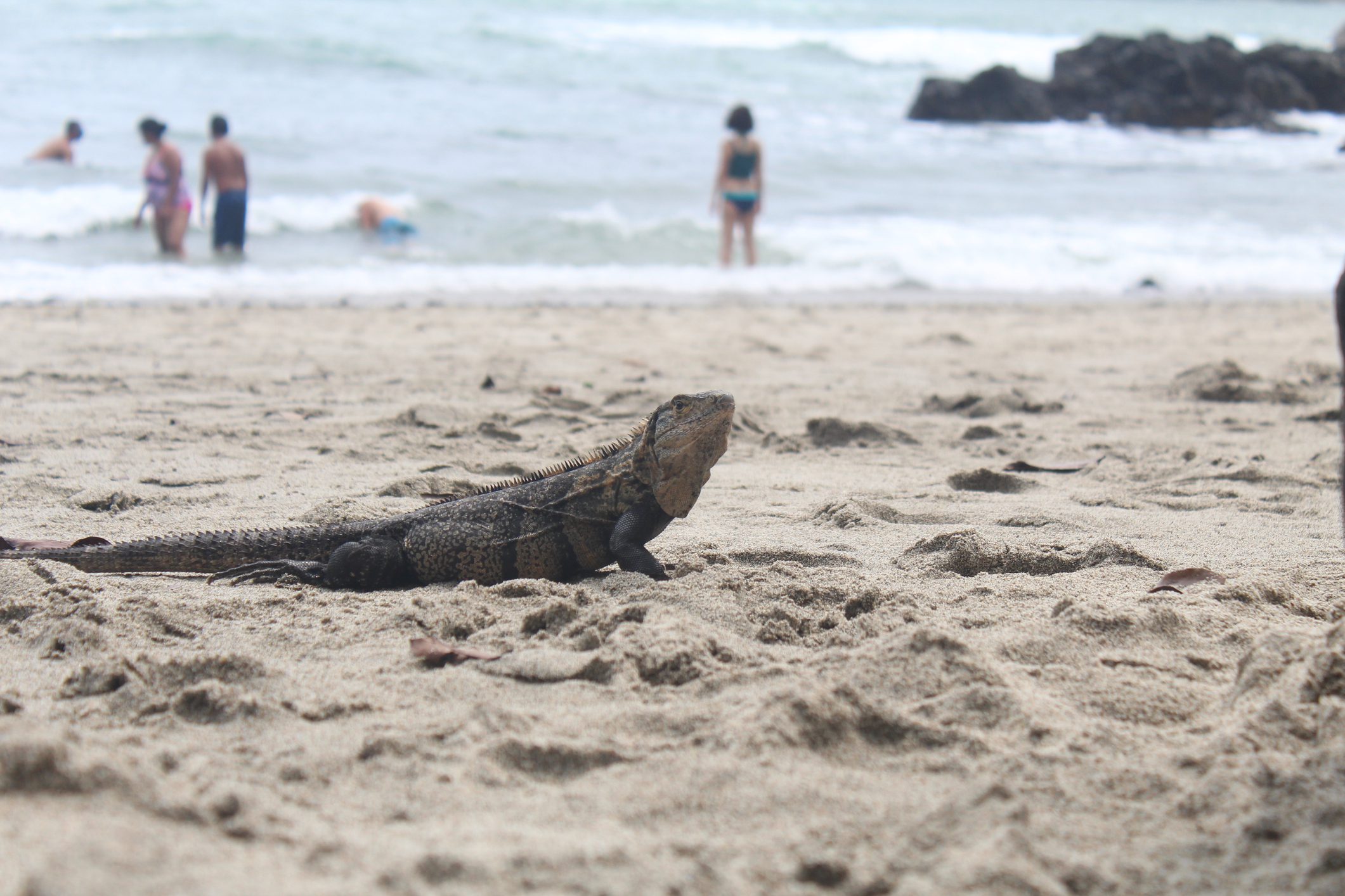 Iguana relaxing near ocean waves