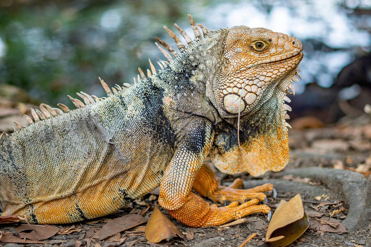iguana-8084900_1280