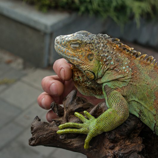 Close up of a male green iguana or american iguana with spines and dewlap a large neck bag. A man holds a beautiful green iguana in his hands.
