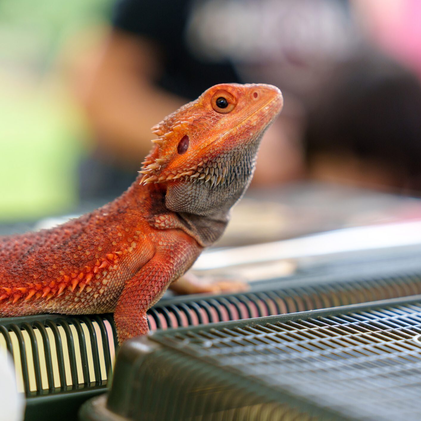 Red lizard on a vented surface
