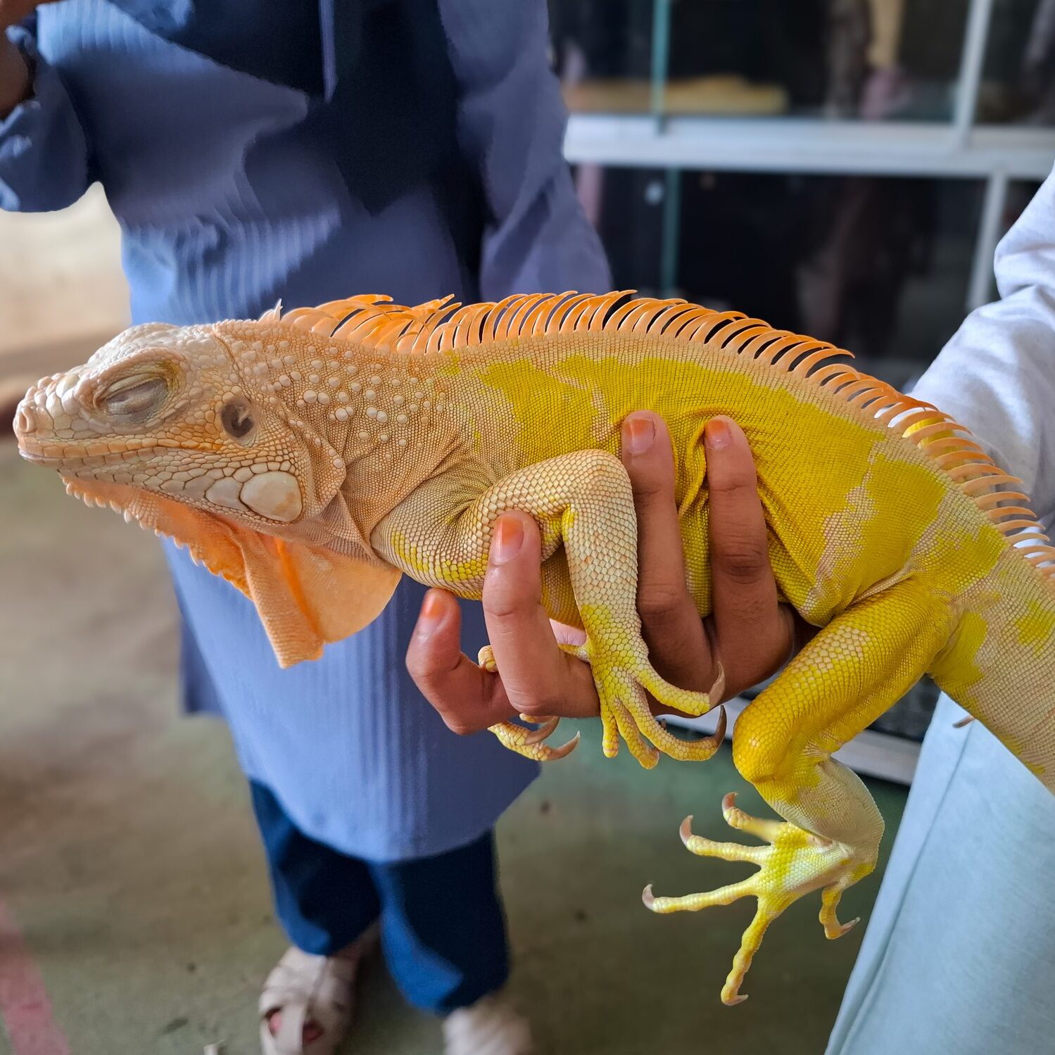 Close-up of iguana being held