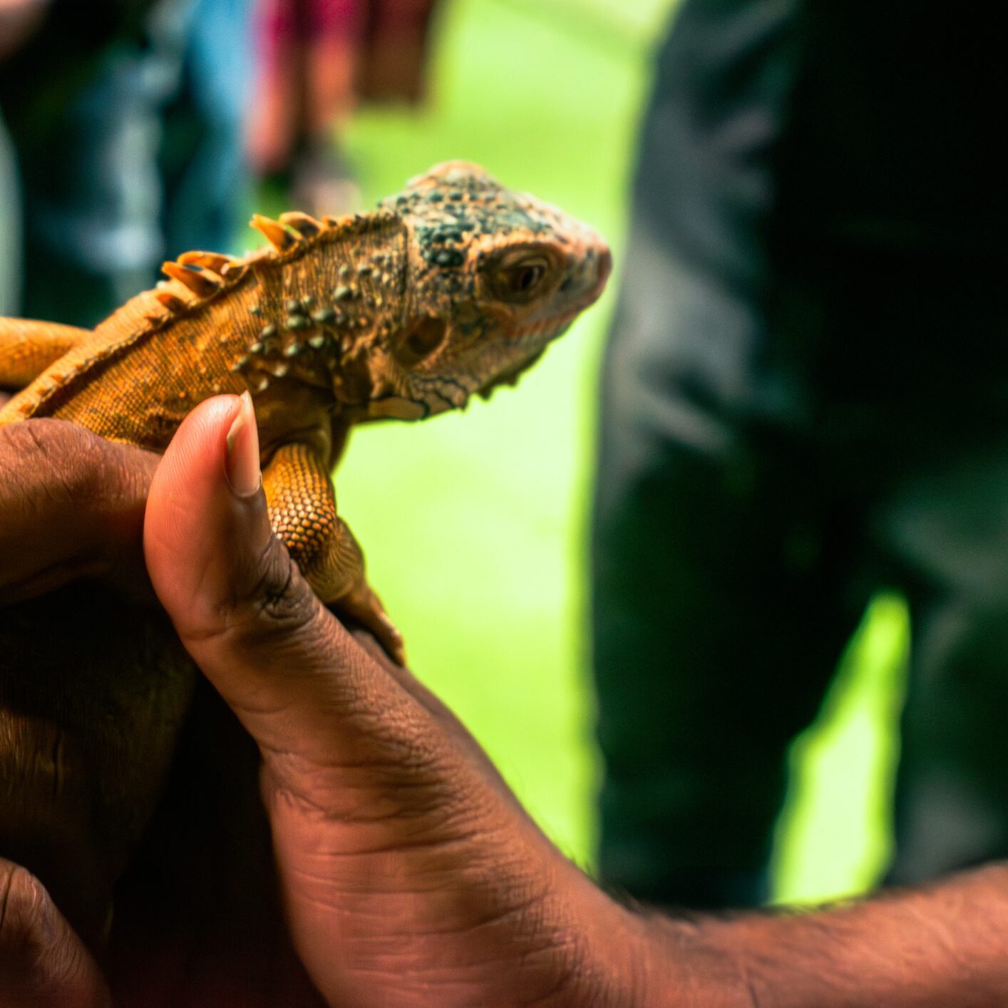 Close-up of iguana in hands