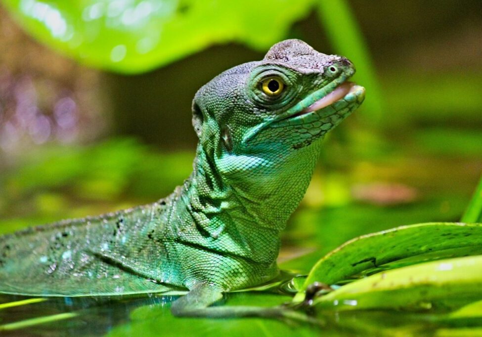 green-basilisk-5775859_1280