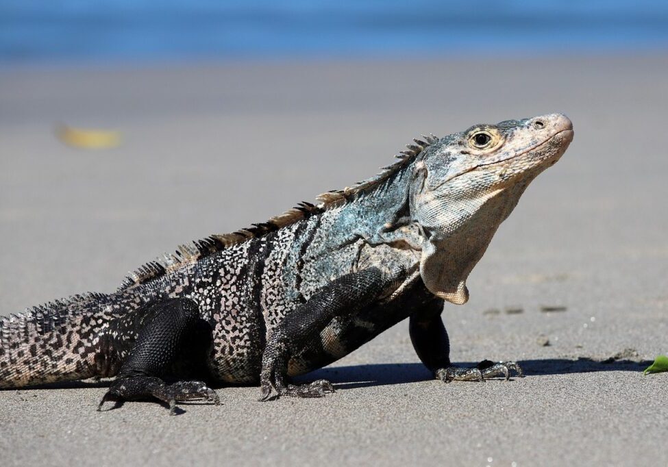 iguana-8588842_1280